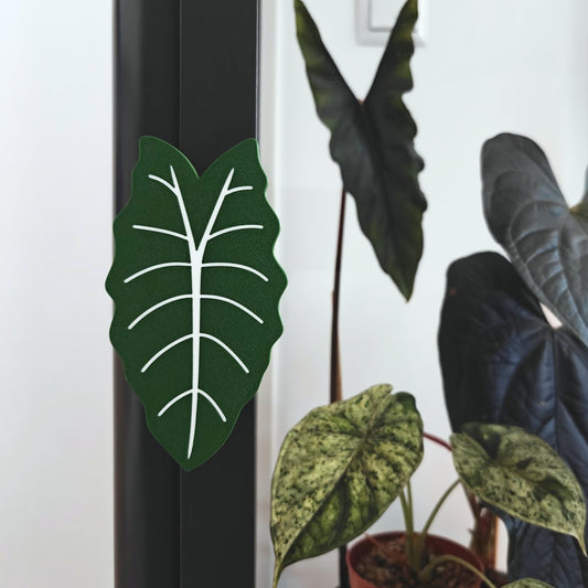 Alocasia Chantrieri ručka za Fabrikor vitrinu