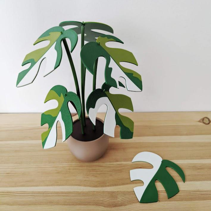 Set podmetača Monstera Minima, Raphidaphora Tetrasperma