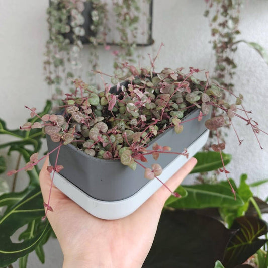 Low Narrow Pot for Succulents or Crawling Plants, Minimalistic Modern Rectangular Pot for Small Shelves, 3d print