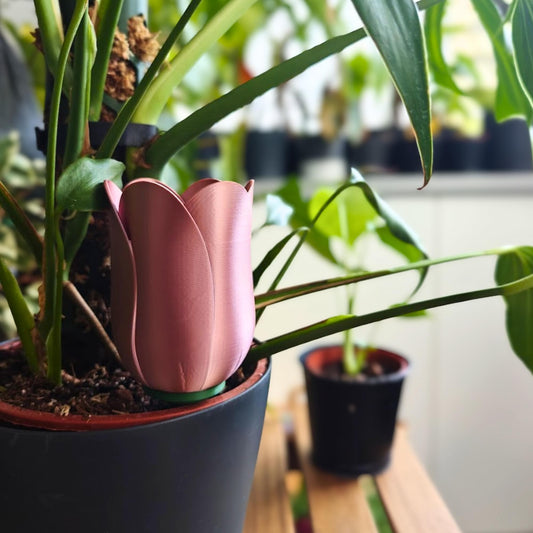 Dark copper tulip watering spike inserted in the soil of an indoor plant pot, showing how it sits beside the plant.