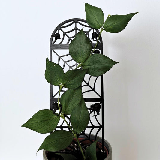 Spiderweb modular trellis supporting a green climbing plant in a gray pot, shown as gothic indoor plant decor.