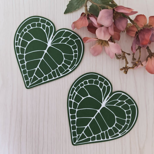 Anthurium Clarinervium set podmetača