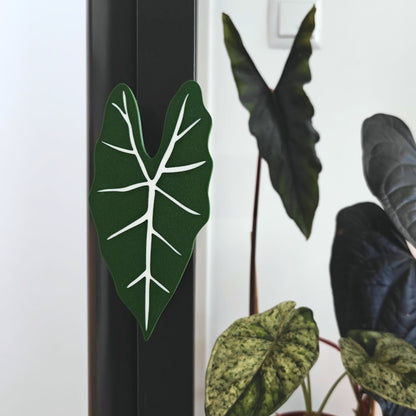 Alocasia Frydek ručka za Fabrikor vitrinu