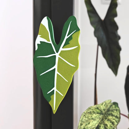 Alocasia Frydek ručka za Fabrikor vitrinu