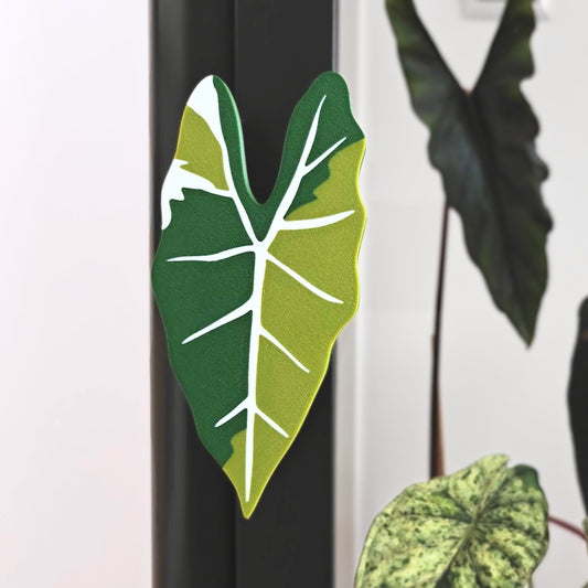Alocasia Frydek ručka za Fabrikor vitrinu