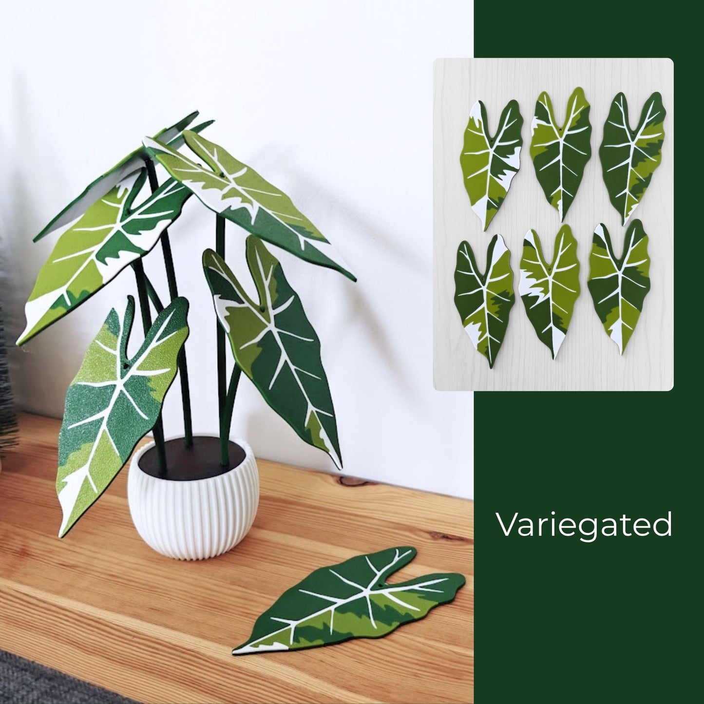 Set podmetača Alocasia Frydek