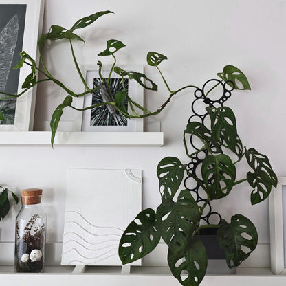 Extra Tall Extendable Trellis, Modular Circles Plant Support for Indoor Climbing Plants, 3d Printed Plant Bubble Grid
