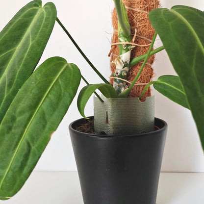 Plant Pot Extender for Anthuriums and Aroids, Stackable, Adjustable Extension for Moss or Soil, 3d print