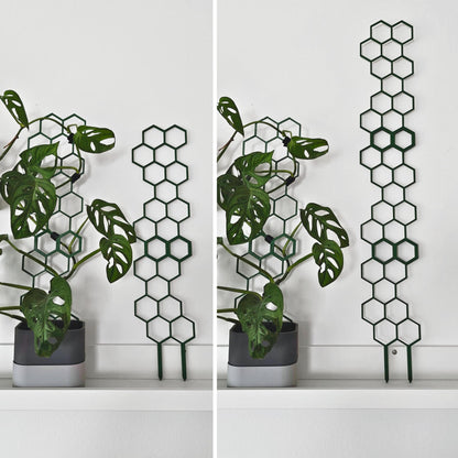Pair of climbing plants in pots using two honeycomb trellises side by side, demonstrating indoor display setup.