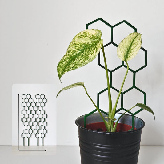 Extendable honeycomb trellis supporting variegated indoor climbing plant in pot