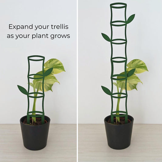 Monstera plant climbing on modular bamboo trellis extensions showing how the trellis can grow taller with additional pieces.