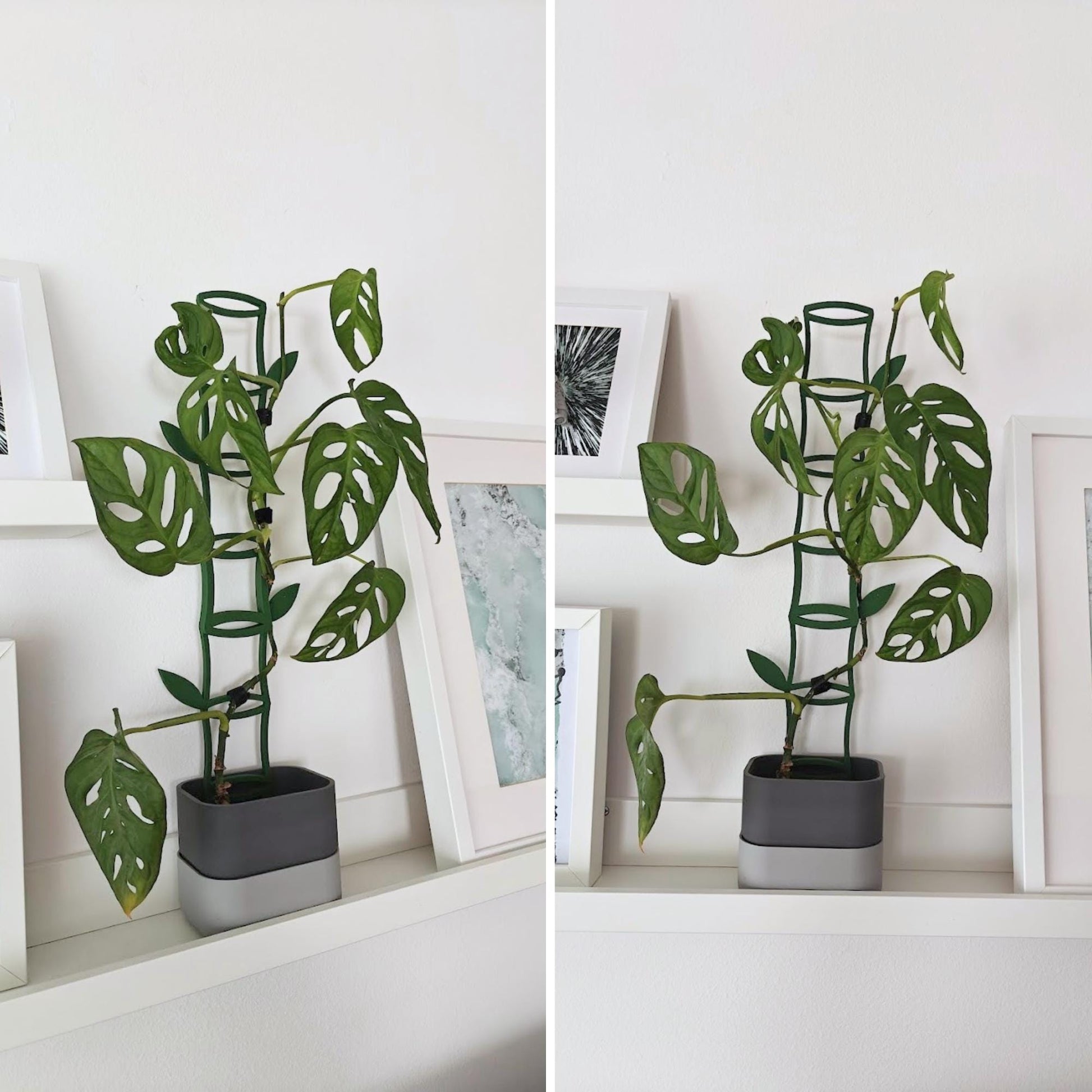 Climbing plant growing on decorative bamboo-inspired trellises placed beside framed wall art.