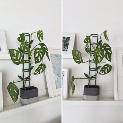 Climbing plant growing on decorative bamboo-inspired trellises placed beside framed wall art.