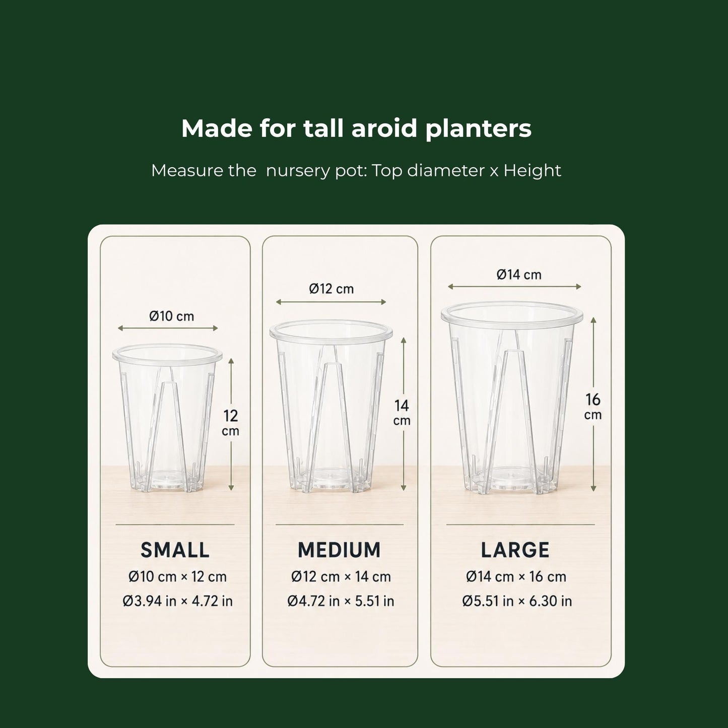 Size guide for tall clear aroid nursery pots in 10 × 12, 12 × 14 and 14 × 16 cm, with measurements in centimeters and inches.