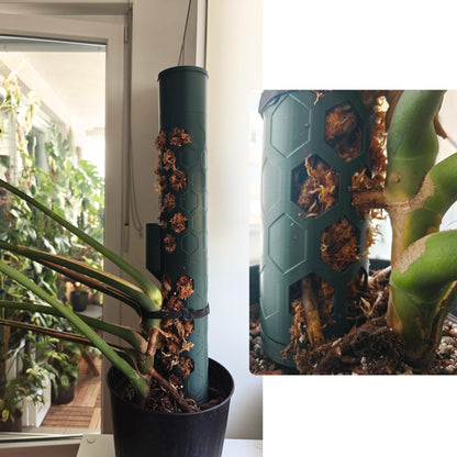 Image showing moss pole supporting a large monstera