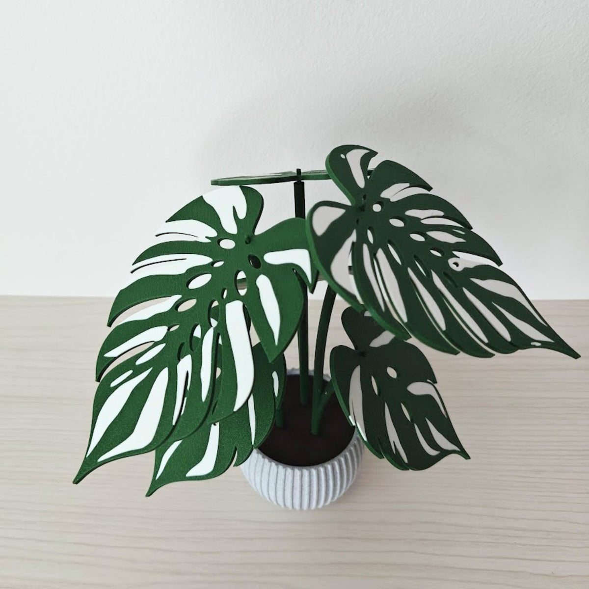 Decorative Monstera coaster plant showing different leaf shapes and white variegation patterns