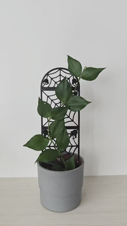 Spiderweb Extendable Modular Trellis with Spider Clips, Gothic Plant Support, Stackable Houseplant Trellis, 3d Printed Vine Grid